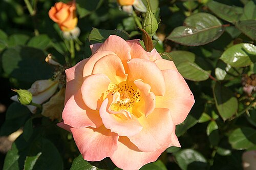 Chinese rose: Chinese rose (Rosa chinensis), also called tea rose. It is one of the oldest garden roses and was introduced from China in the 18th century. China hybrids come