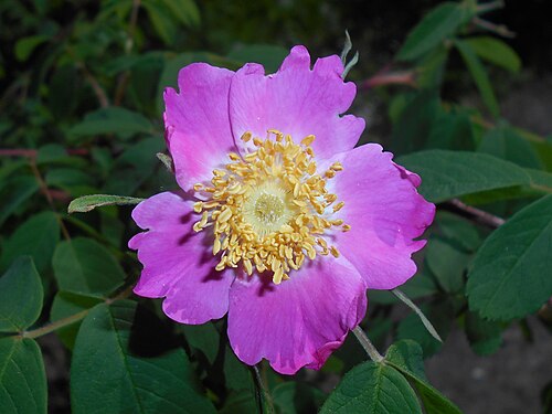 Cinnamon rose: Rosa majalis , UMCS Botanical Garden in Lublin, Poland.