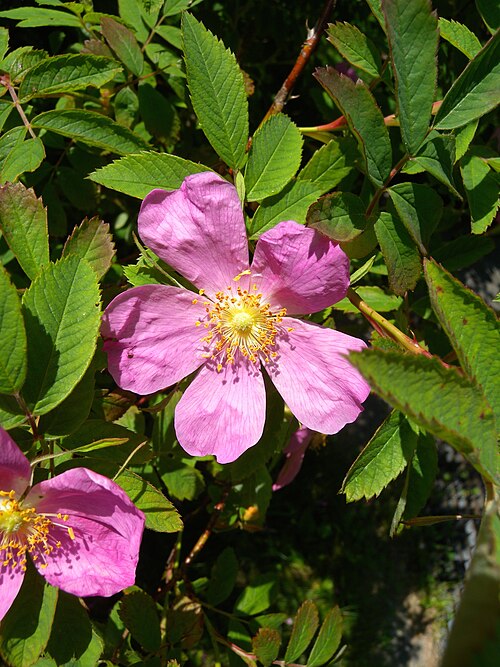 Cinnamon rose: Flower of Rosa majalis (Rosaceae); garden in Bern, Switzerland