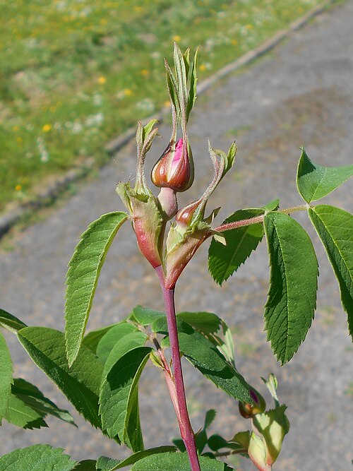 Cinnamon rose: Rosa majalis , UMCS Botanical Garden in Lublin, Poland.