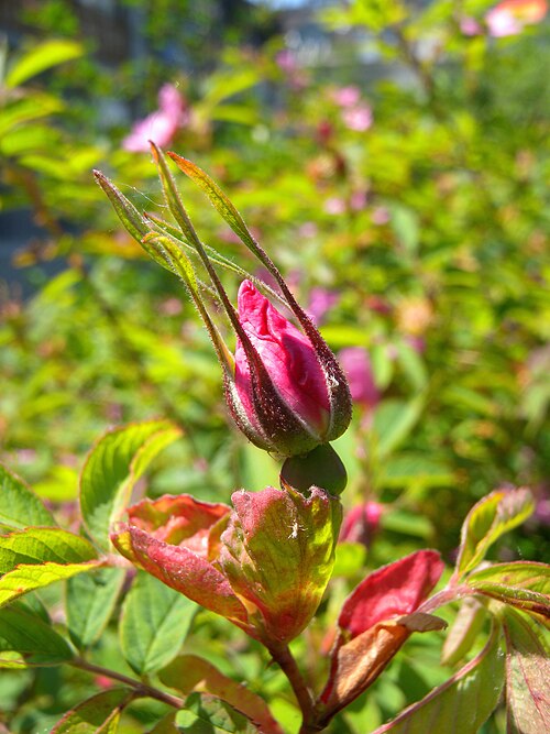 Cinnamon rose: Flower bud of Rosa majalis (Rosaceae); garden in Bern, Switzerland