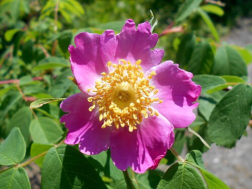 Cinnamon rose: Rosa majalis , UMCS Botanical Garden in Lublin, Poland.