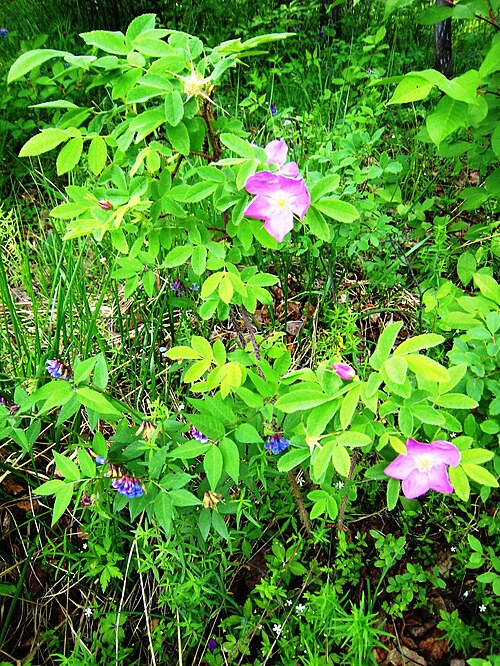 Cinnamon rose: Rosa majalis