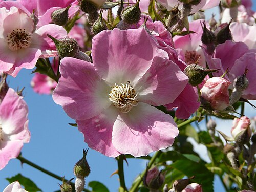 Cinnamon rose: Rosa majalis
