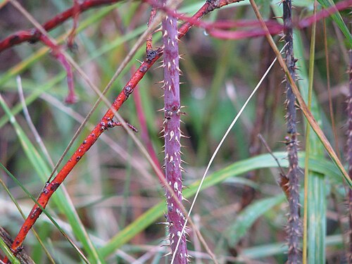 Cinnamon rose: Rosa majalis. Thorns on stem. Savinsky District of Ivanovo Oblast, Russia