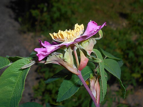 Cinnamon rose: Rosa majalis , UMCS Botanical Garden in Lublin, Poland.