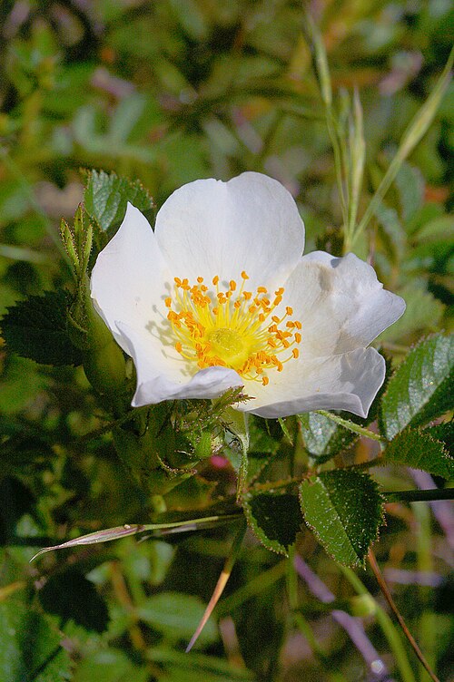 Cinnamon rose: Rosa majalis