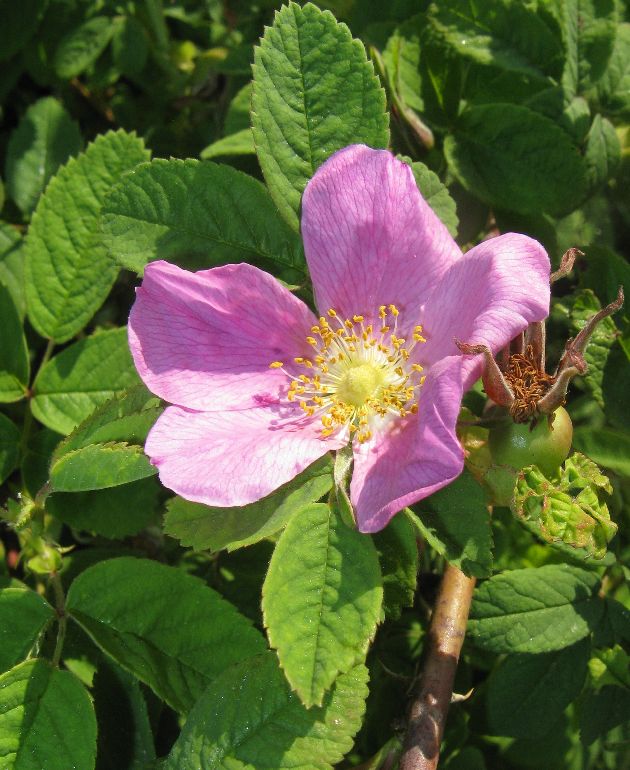 Cinnamon rose: Rosa majalis