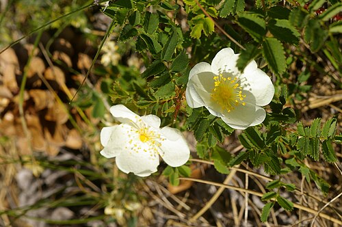 Cinnamon rose: Rosa majalis