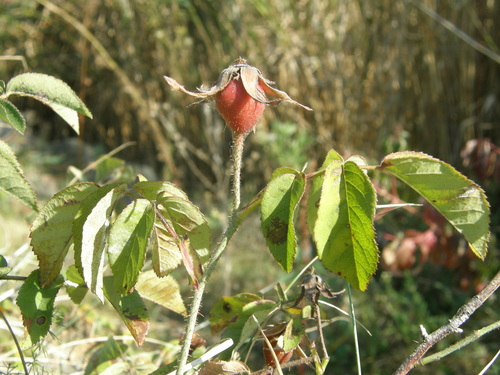 French rose (Rosa gallica)