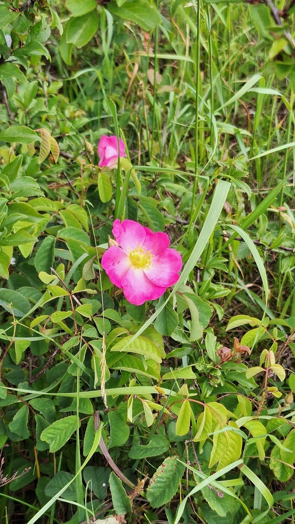 French rose (Rosa gallica)