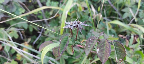 French rose (Rosa gallica)