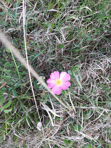 French rose (Rosa gallica)