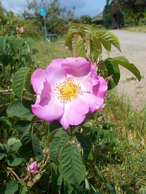 French rose: Róża francuska ( Rosa gallica ), Botanischer Garten Berlin.