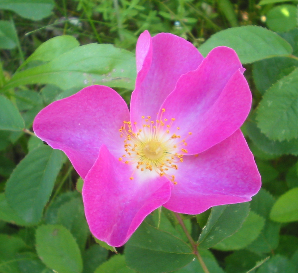 French rose (Rosa gallica)