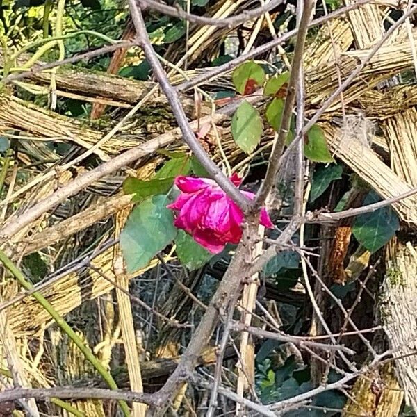 French rose (Rosa gallica)