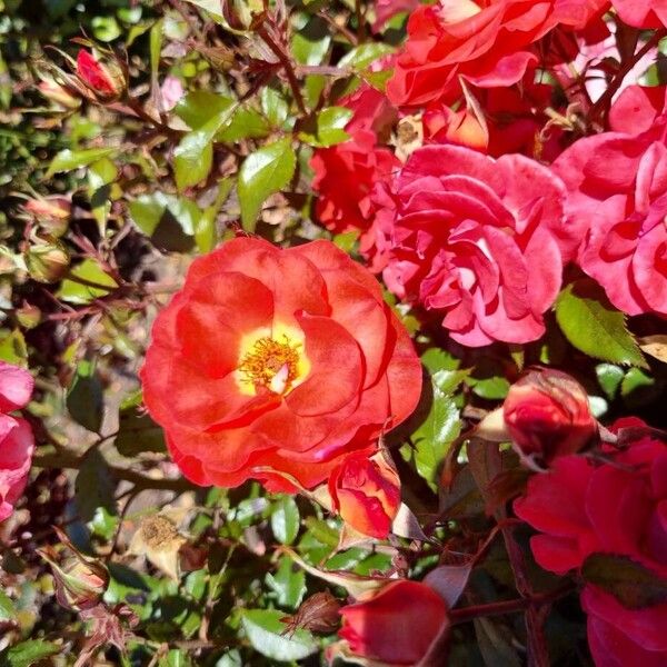French rose (Rosa gallica)