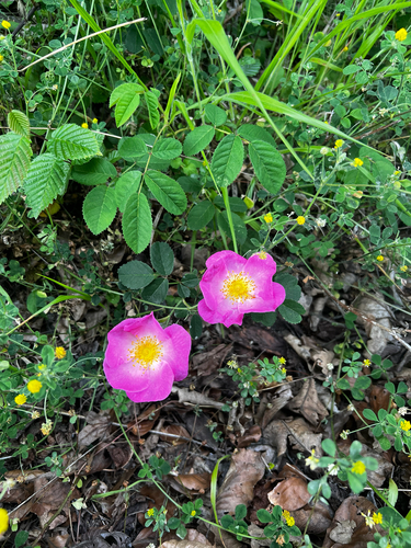 French rose (Rosa gallica)