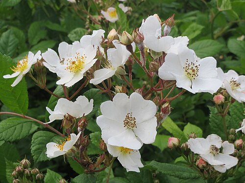 Rambling rose: Vielblütige Rose ( Rosa multiflora ) bei Hockenheim