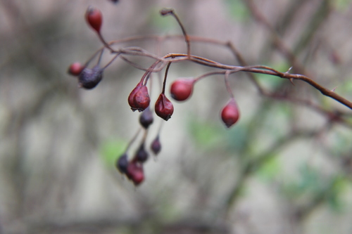Rambling rose (Rosa multiflora)