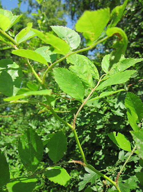 Rambling rose: Vielblütige Rose ( Rosa multiflora ) im Schwetzinger Hardt