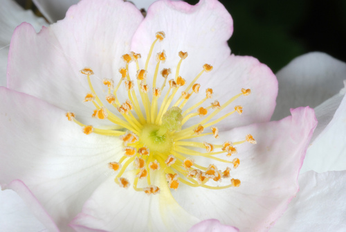 Rambling rose