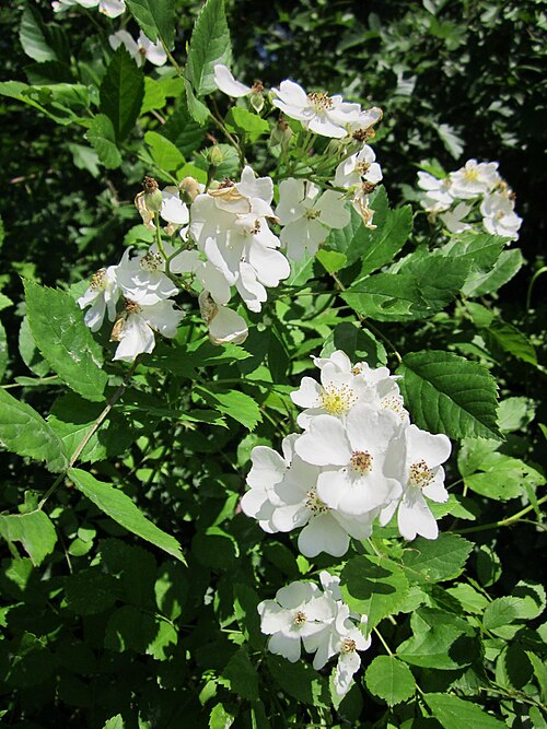 Rambling rose: Vielblütige Rose ( Rosa multiflora ) im Schwetzinger Hardt