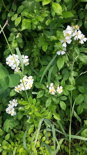 Rambling rose (Rosa multiflora)