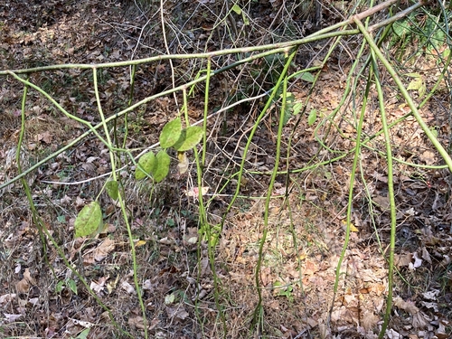 Rambling rose (Rosa multiflora)
