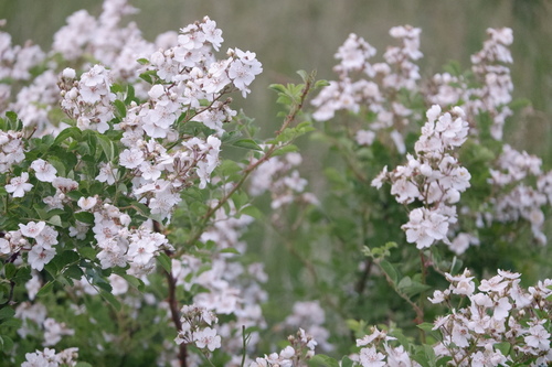 Rambling rose (Rosa multiflora)