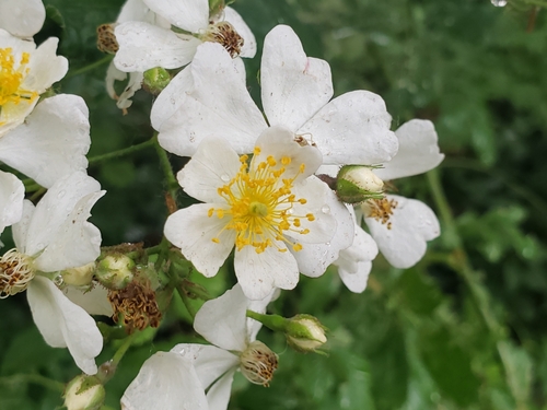 Rambling rose (Rosa multiflora)