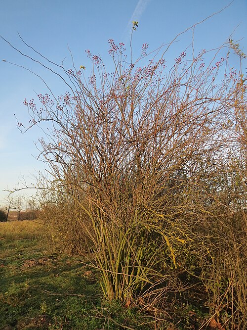 Rambling rose: Hagebutten der Vielblütigen Rose ( Rosa multiflora ) bei Reilingen