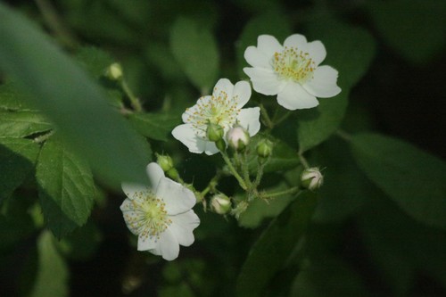 Rambling rose (Rosa multiflora)