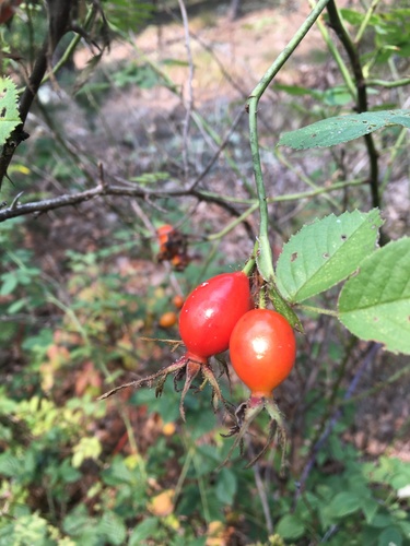 Sweet-briar (Rosa rubiginosa)