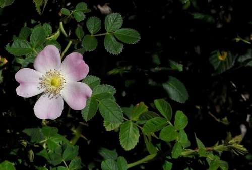Sweet-briar (Rosa rubiginosa)
