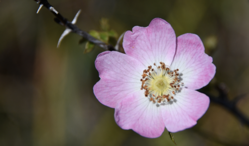 Sweet-briar (Rosa rubiginosa)
