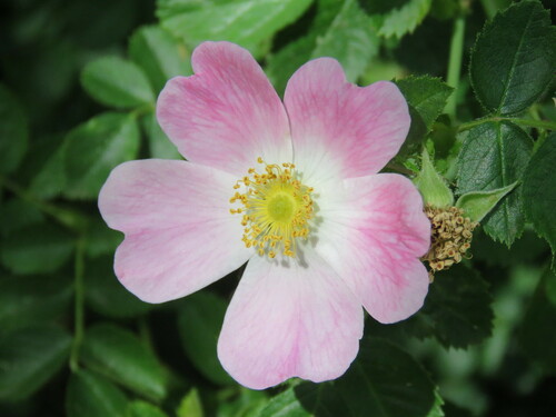 Sweet-briar (Rosa rubiginosa)