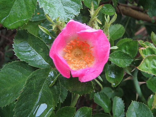 Sweet-briar: Wein-Rose ( Rosa rubiginosa ) im Hockenheimer Rheinbogen