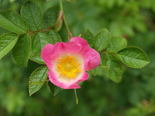 Sweet-briar: Aure (Ardennes , France) ; rosa canina
