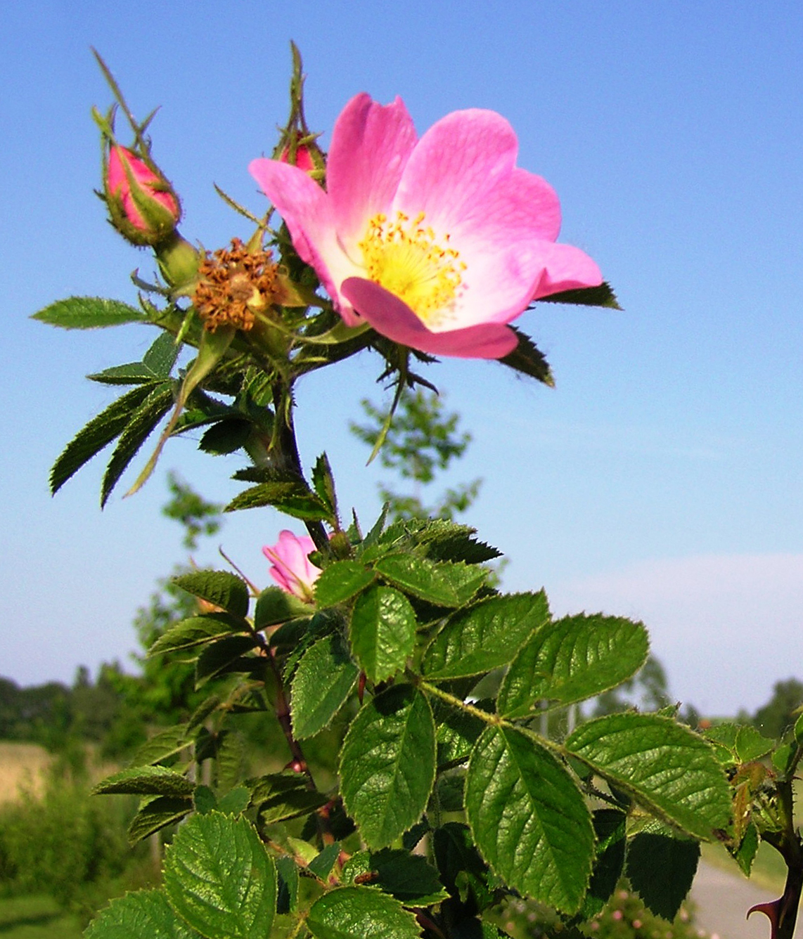Sweet-briar: Rosa rubiginosa mit einigen Knospen, fotografiert in Barth