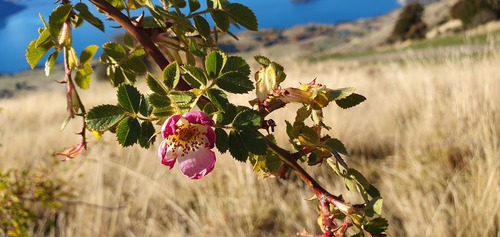 Sweet-briar (Rosa rubiginosa)