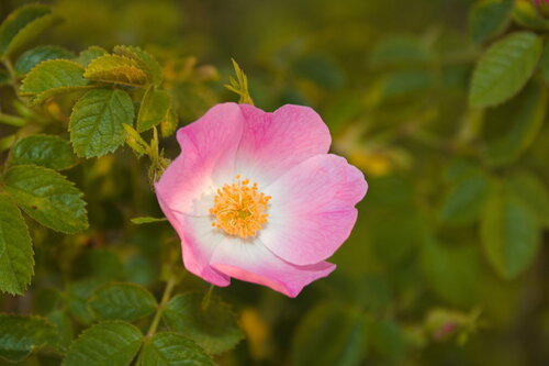 Sweet-briar