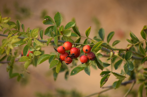 Sweet-briar (Rosa rubiginosa)