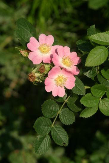 Sweet-briar (Rosa rubiginosa)