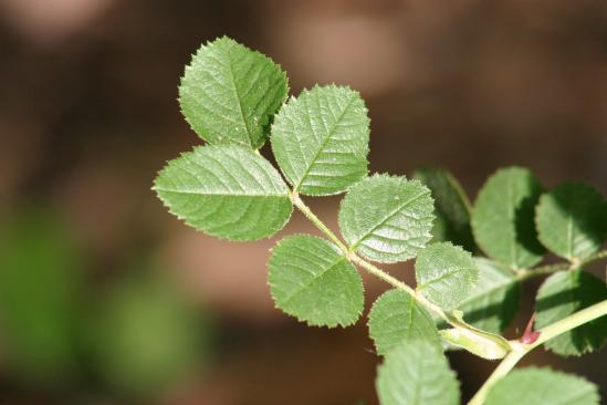 Sweet-briar (Rosa rubiginosa)
