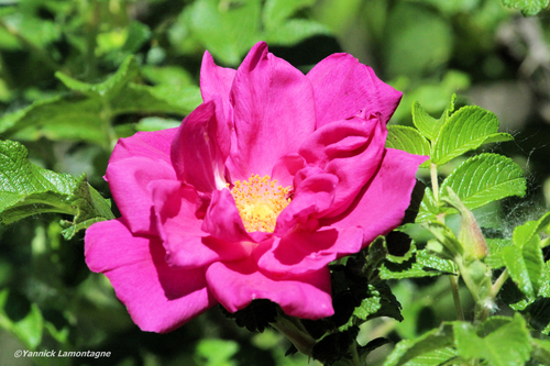 Rugosa rose (Rosa rugosa)