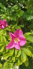 Rugosa rose