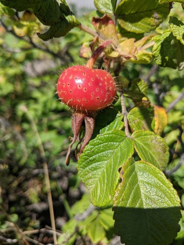 Rugosa rose (Rosa rugosa)
