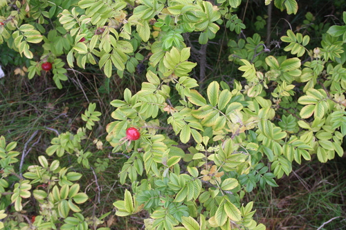 Rugosa rose (Rosa rugosa)