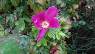Rugosa rose: North Seattle College Campus Nootka Rose